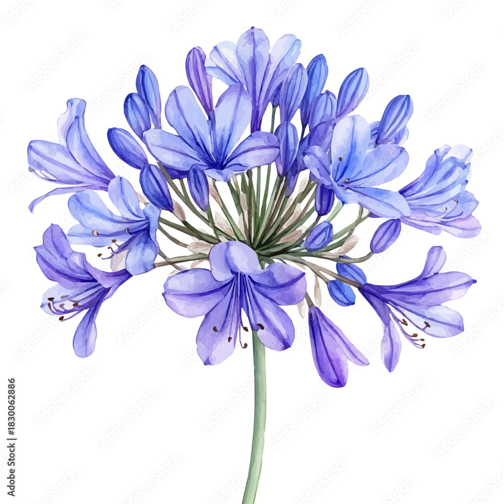 Fototapeta premium watercolor vector of Agapanthus Flower, isolated on a white background.