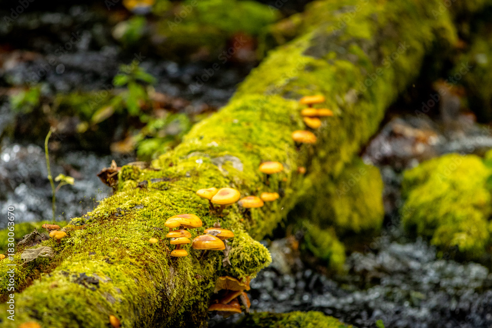 Fototapeta premium Autumn Colors in Daisetsuzan National Park in Hokkaido, Japan