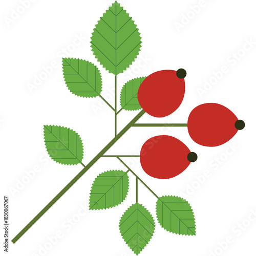 Stylized Rosehip Branch With Red Berries and Green Leaves Isolated On Transparent Background Simple Vector Illustration