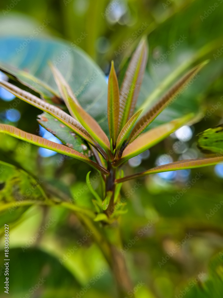 Fototapeta premium closeup of mango leaf shoots from close range
