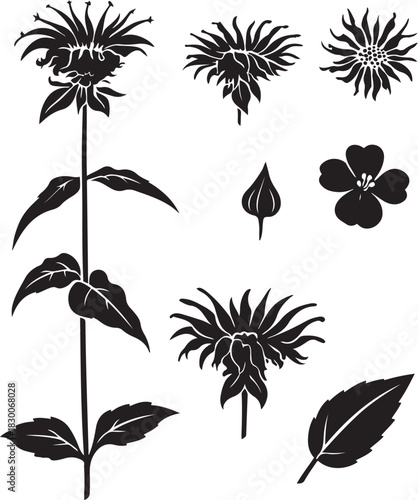 Black and White Botanical Sketch Illustration of Bee Balm Flower