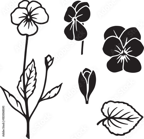 Black and White Botanical Sketch Illustration of Violet Flower