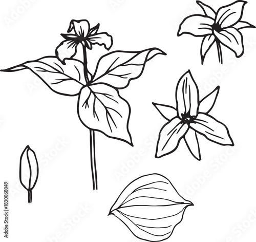 Black and White Botanical Sketch Illustration of Trillium Flower and Leaves