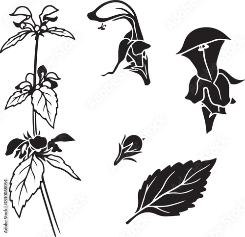 Black and White Botanical Sketch Illustration of Yellow Archangel Plant and Flowers