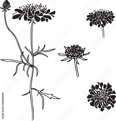Black and White Botanical Sketch Illustration of Pincushion Flower