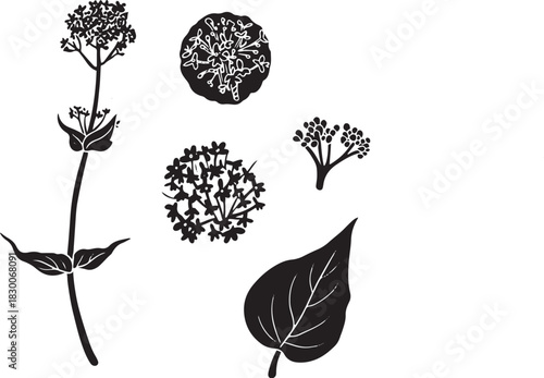 Black and White Botanical Sketch Illustration of Red Valerian Flower Cluster
