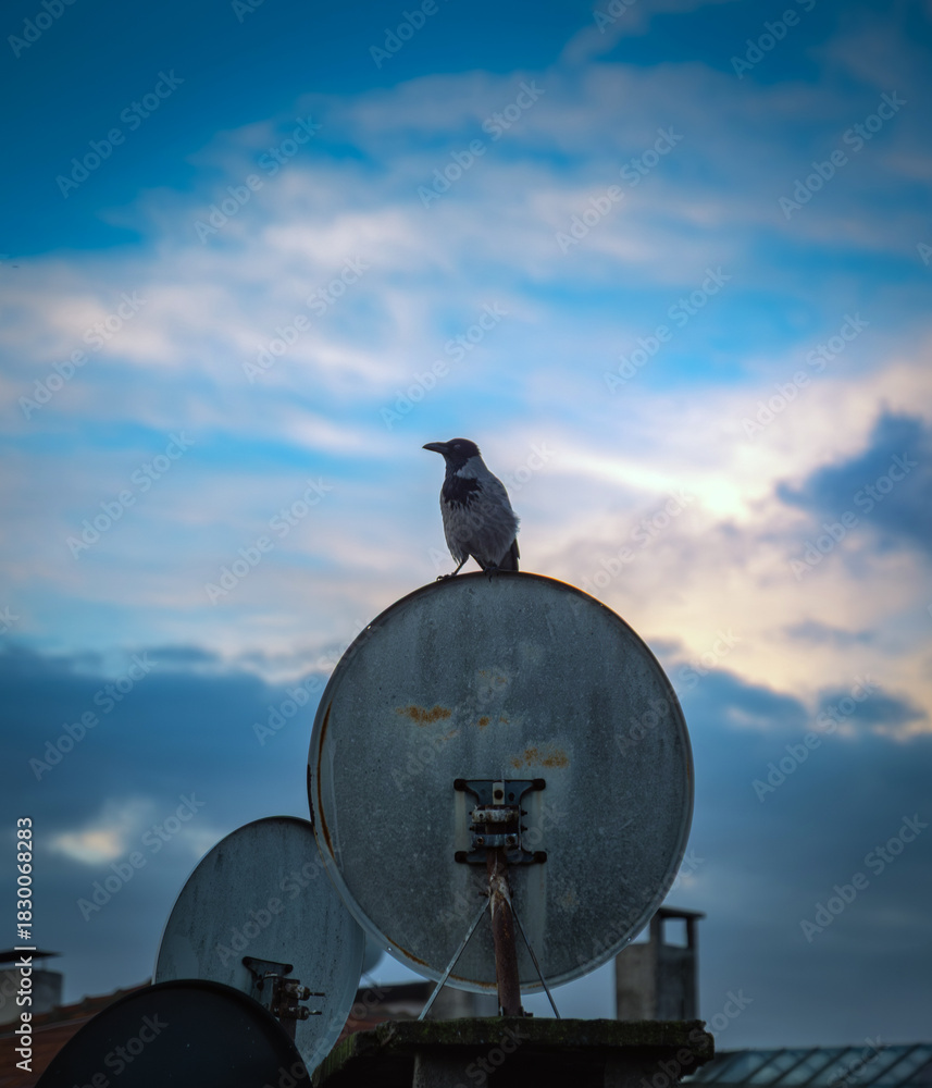 Naklejka premium A crow perched on a satellite dish on a building roof.
