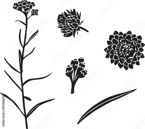 Black and White Botanical Sketch Illustration of Pearly Everlasting Flower