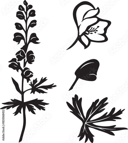 Black and White Botanical Sketch Illustration of Aconite Flower