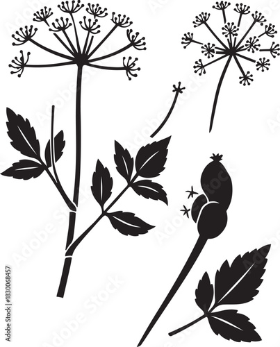 Black and White Botanical Sketch Illustration of Angelica Plant