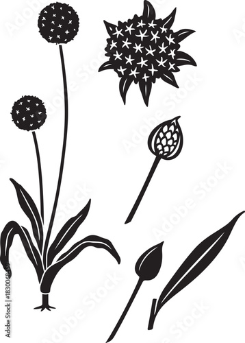 Black and White Botanical Sketch Illustration of Allium Flower