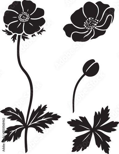 Black and White Anemone Botanical Sketch Illustration