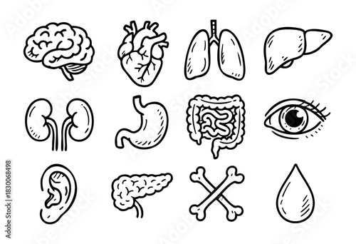 Hand-drawn doodle human organ icons — brain, heart, lungs, and stomach — stock vector.