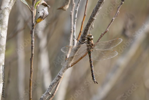 Colorful Blue Eyed Darner Dragonfly perches briefly on a thin tree branch while hunting for food in the estuary