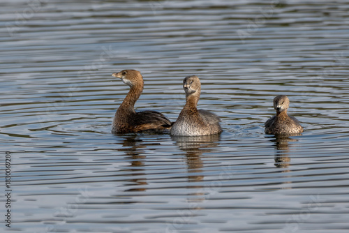 Adorable trio of baby American Coot ducks floating on the calm surface of the lagoon pond water