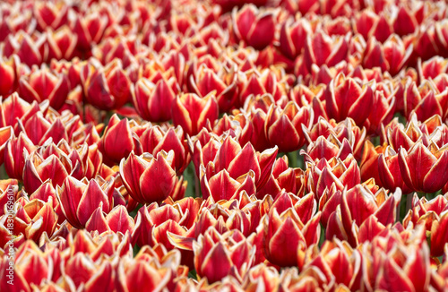 The field of motley red tulips in blossom