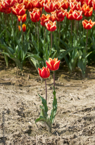 The field of motley red tulips in blossom