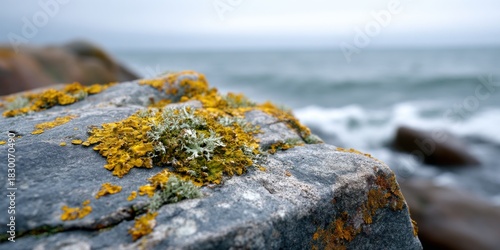 Fototapeta Naklejka Na Ścianę i Meble -  Macro view of lichen patterns on a coastal rock, with sea spray adding texture under overcast skies. 