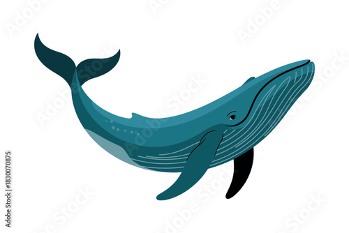 Illustration of a blue whale swimming with its tail and fins visible