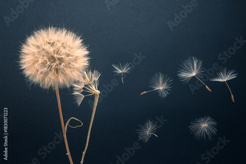 dandelion seeds fly from a flower on a dark blue background. botany and bloom growth propagation.