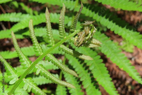 Dryopteris filix-mas, common fern leaves in Florida nature, closeup