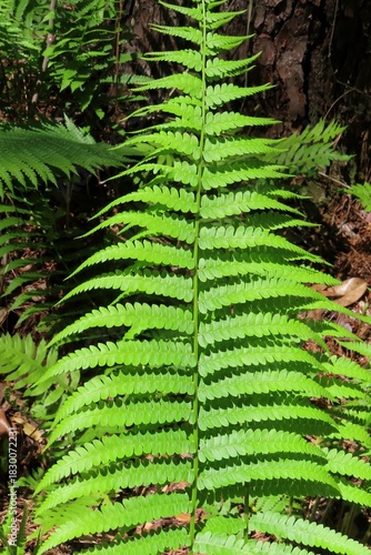 Dryopteris filix-mas, common fern leaves in Florida nature, closeup