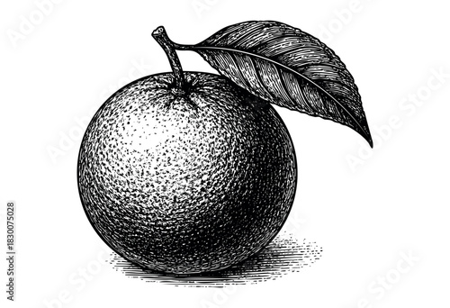 Detailed vintage engraving illustration of an orange fruit with leaf — stock vector.