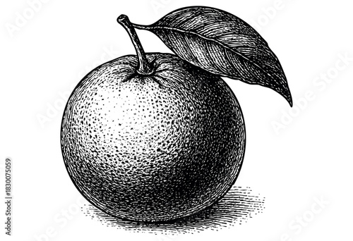 Detailed vintage engraving illustration of an orange fruit with leaf — stock vector.