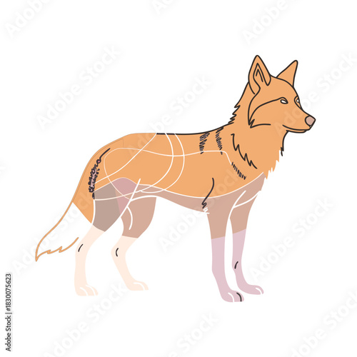 Stylized illustration of a coyote with abstract internal lines isolated on white background isolated on transparent background silhouette