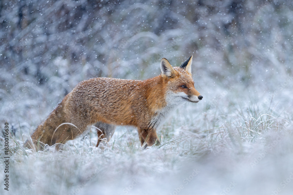Naklejka premium Red fox ( Vulpes vulpes ) in winter scenery