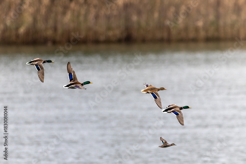 川面を飛翔するマガモの群れ