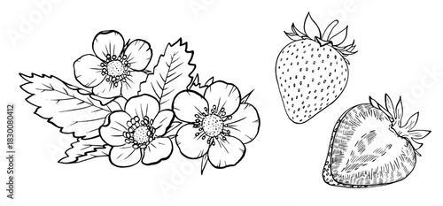 Strawberry vector illustration. Engraved style illustration. Sketched hand drawn berry, flowers, leafs.