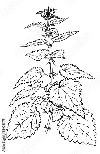 nettle vector illustration