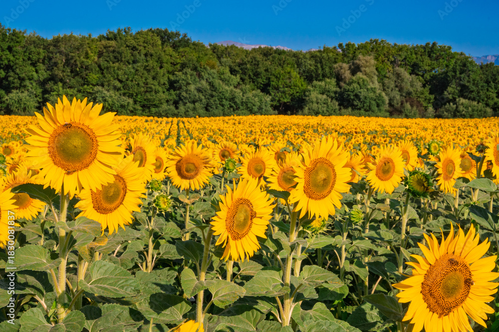 Obraz premium Champ de Tournesols en Fleurs sous Ciel Bleu