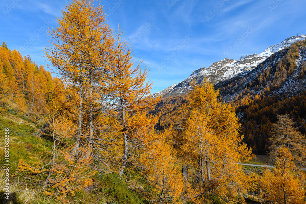 Fototapeta premium high mountain panorama in November, with orange larches and blue sky