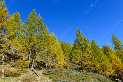 high mountain landscape with larches at the end of September, with beautiful blue sky