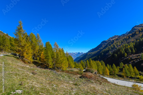 high mountain landscape with larches at the end of September, with beautiful blue sky