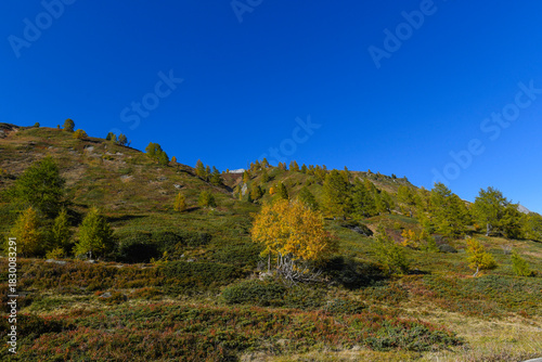 high mountain landscape with larches at the end of September, with beautiful blue sky
