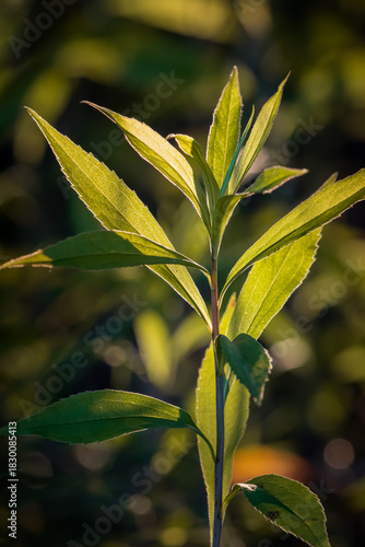 Leaves. Sunny June day in the forest. Close-up on a blurred background.