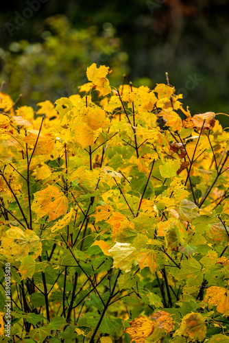 Autumn Colors in Daisetsuzan National Park in Hokkaido, Japan