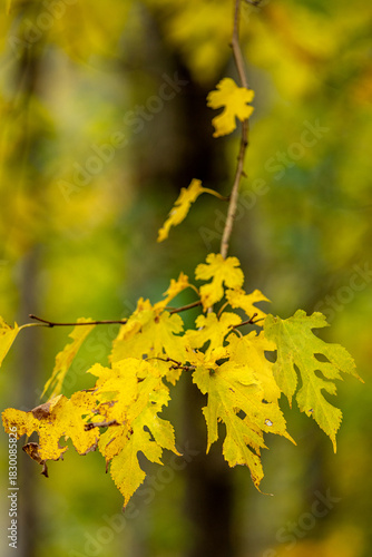 Autumn Colors in Daisetsuzan National Park in Hokkaido, Japan