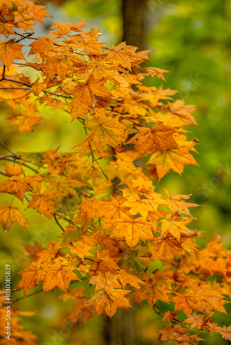 Autumn Colors in Daisetsuzan National Park in Hokkaido, Japan