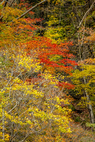Autumn Colors in Daisetsuzan National Park in Hokkaido, Japan