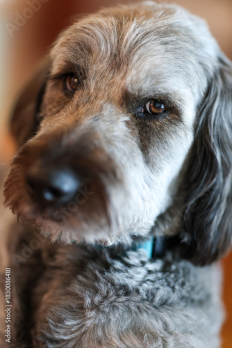 Pretty Aussiedoodle dog with rough fur and a friendly face featuring kind eyes. The popular pet breed is combination of Australian Shepherd and Poodle. The animal has great pyrenees in mixed lineage