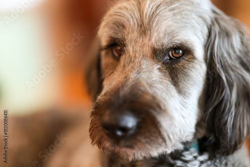 Pretty Aussiedoodle dog with rough fur and a friendly face featuring kind eyes. The popular pet breed is combination of Australian Shepherd and Poodle. The animal has great pyrenees in mixed lineage