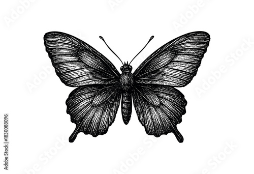 Detailed vintage engraving illustration of a butterfly with spread wings — stock vector.