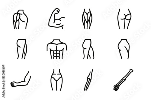 Muscle Anatomy Icons. Anatomy of muscles. Line icon set of anatomy of muscles: deltoid, biceps, triceps, quadriceps, hamstring, pectoral, calf muscle, gluteus,