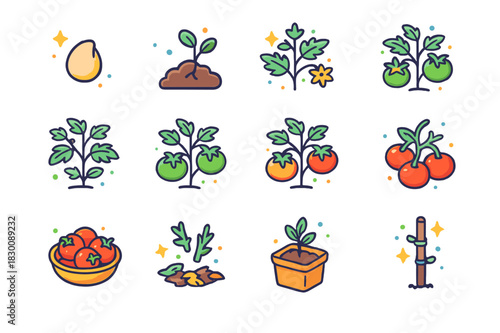 Tomato Growth Stages. Stages of tomato growth. Colorful isometric vector icons set of Stages of tomato growth: tomato seed, sprouting seedling, first leaves