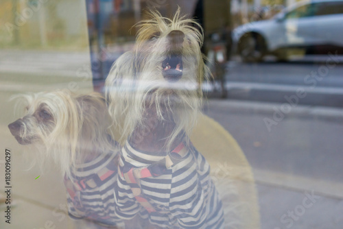 Fototapeta Naklejka Na Ścianę i Meble -  Two small dogs wearing matching striped clothes sit behind a glass window, creating a cute indoor scene with reflections from the street outside.