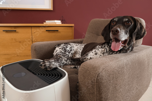 Cute German Shorthaired Poi...